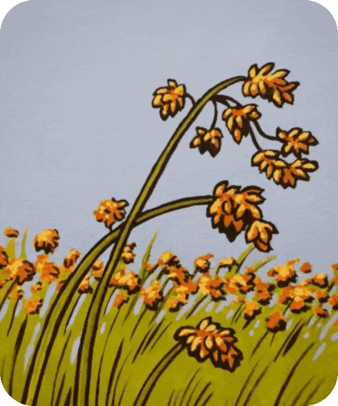 flashcard illustration