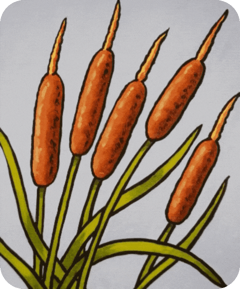 flashcard illustration