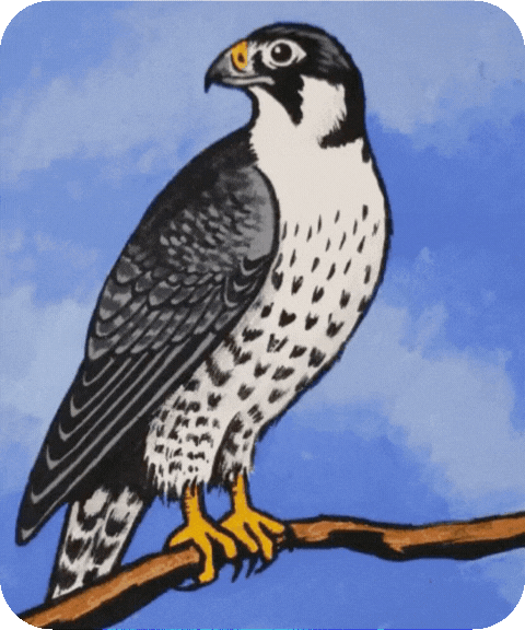 flashcard illustration