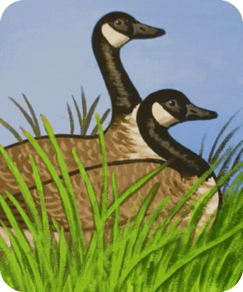 flashcard illustration